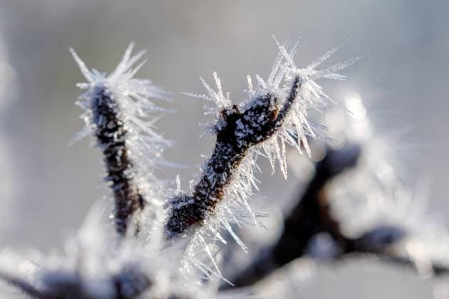 News Themen der Woche KW52 News Bilder des Tages Winterwetter in Brandenburg DEU Deutschland Brandenburg Radensdorf, 29.12.2024, Wetter in Brandenburg, frostiges Wetter hat Baeume und Wiesen bei Radensdorf in der Lausitz mit Raureif und Eiskristallen ueberzogen. *** Winter weather in Brandenburg DEU Germany Brandenburg Radensdorf, 29 12 2024, Weather in Brandenburg, frosty weather has covered trees and meadows near Radensdorf in Lusatia with hoarfrost and ice crystals AF_Radensdorf_51199
