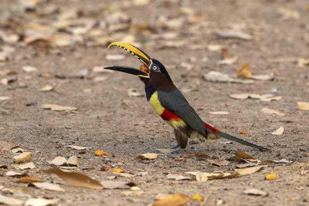 Creative Highlights World Feuerschnabelarassari (Pteroglossus frantzii), Pantanal, Binnenland, Feuchtgebiet, UNESCO Biosphärenreservat, Weltnaturerbe, Feuchtbiotop, Mato Grosso, Brasilien, Südamerika Fire-billed Aracari (Pteroglossus frantzii), Pantanal, inland, wetland, UNESCO Biosphere Reserve, World Heritage Site, wetland biotope, Mato Grosso, Brazil, South America Copyright: imageBROKER ErichxSchmidt ibxeri11995120.jpg