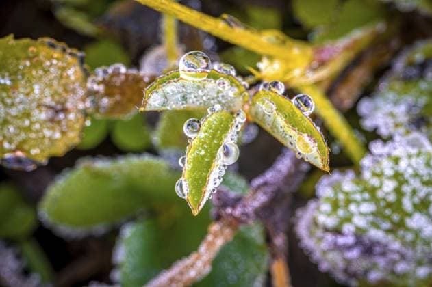 Ein frostbedecktes Blatt vom Klee (Trifolium) mit gefrorenen Tautropfen und Umgebungsvegetation in einer Makroaufnahme, Jena, Thüringen, Deutschland, Europa A frost-covered leaf of clover (Trifolium) with frozen dewdrops and surrounding vegetation in a macro photograph, Jena, Thuringia, Germany, Europe Copyright: imageBROKER MarcusxBeckert ibxmbt12010569.jpg