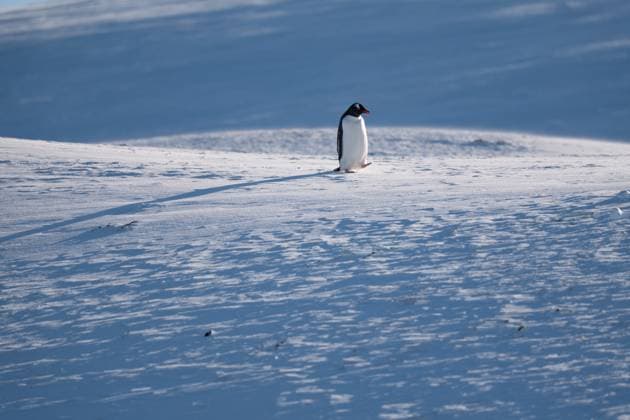 Creative Highlights World Gentoo penguin in Antarctica. Wild nature. Snow. South Pole Vernadsky Research Base, Antarctica R_HYVK241228-1611595-01