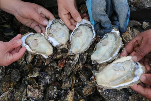 News Themen der Woche KW01 Oyster Harvest LIANYUNGANG, CHINA - DECEMBER 30, 2024 - Oyster meat is harvested in Lianyungang, Jiangsu province, China, Dec 30, 2024. Lianyungang Jiangsu China  Copyright: xCFOTOx i1735547894139