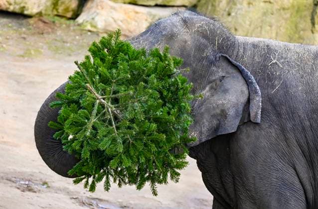 Entertainment Themen der Woche KW01 Entertainment Bilder des Tages Christmas gift to the animals - feeding Christmas trees to animals at the zoo in Prague, Czech Republic, on December 30, 2024. The animals at Prague Zoological Garden enjoy Christmas trees donated to the zoo by sellers who had not sold them before the holidays. (CTKxPhoto RomanxVondrous) CTKPhotoP2024123003878  CTKPhotoP2024123003878