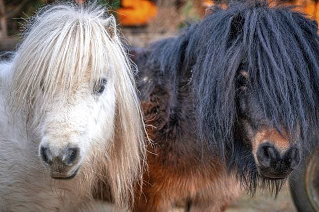 Zwei Ponys (pullus) mit langen Mähnen nebeneinander, eine schwarz, eine weiß, Eisenberg, Thüringen, Deutschland, Europa Two ponies (pullus) with long manes next to each other, one black, one white, Eisenberg, Thuringia, Germany, Europe Copyright: imageBROKER MarcusxBeckert ibxmbt12022294.jpg