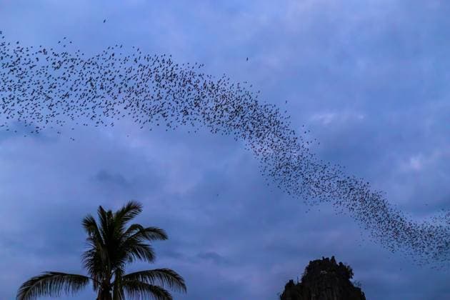 A bat herd is flying for food with twilight sky at evening background. , 37241724.jpg, sky, nature, flock, black, animal, wildlife, herd, swarm, evening, nocturnal, group, mammal, fly, flight, background, lot, bat, pattern, natural, silhouette, wild, twilight, theme, insectivore, cave, park, sunset, national, many, asia, view, beautiful, multitude, horrible, abstract, tropical, golden, wing, sunny, cloud, asian, outdoors, colony, sun, night, sunlight, thailand, landscape, summer, blue RECORD DATE NOT STATED