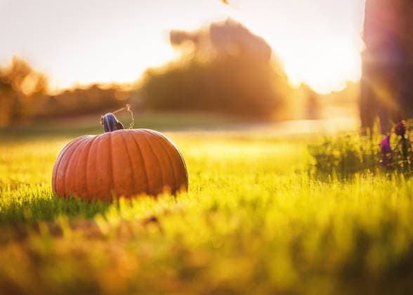 Pumpkin Sitting In Grass with Golden Sunset background Tulsa, Oklahoma, United States R_KRRY241230A-1608648-01