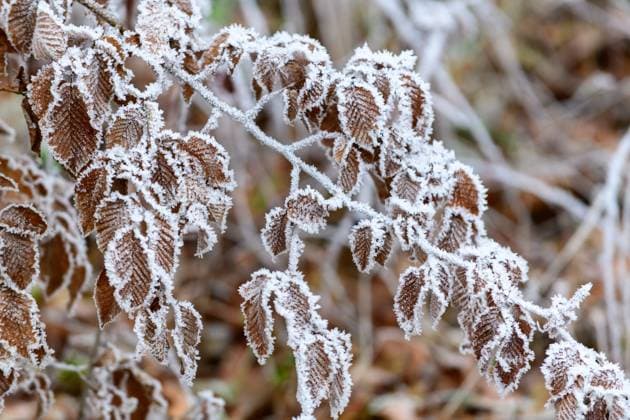 frost on a beech tree near the river ster in upepr austria *** frost auf einer buche in der nähe des flusses ster in upepr österreich Copyright: xx