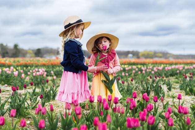 Creative Highlights Symbolbilder Young girls smelling flowers on tulip farm springtime Ipswich, Massachusetts, United States R_NYHM241230A-1618025-01 ,model released, Symbolfoto