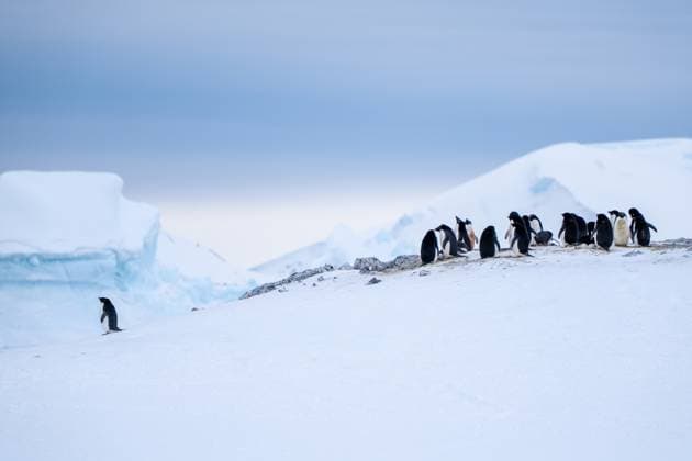 Creative Highlights World Group of adelie penguins (Pygoscelis adeliae) in Antarctica Bert Vernadsky Research Base, Antarctica R_HYVK241230-1617433-01