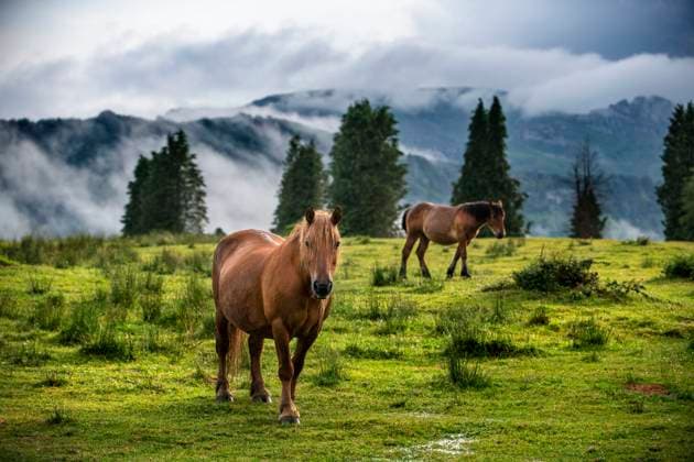 Wild horses in Urkiola natural park Urkiolagirre meadows, Bizkaia, Euskadi, Basque Country Spain Basque Country Spain Copyright: xSergixReboredox xVWPicsx SRE-GF2965