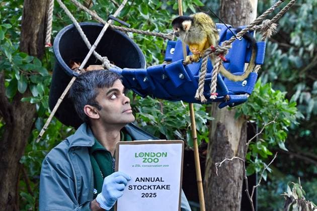 Entertainment Themen der Woche KW01 Squirrel Monkeys during the Annual Stocktake 2025 at ZSL London Zoo in London, England. Friday 3rd January 2025. A requirement of London Zoo™s zoological license, the annual stocktake takes keepers almost a week to fully complete and the information is shared with other zoos around the world via a database called ZIMS Species360, where it™s used to help manage the worldwide conservation breeding programmes for endangered animals - Copyright: xJamesxWarrenx ANNUAL STOCKTAKE 2025 AT ZSL LONDON ZOO19