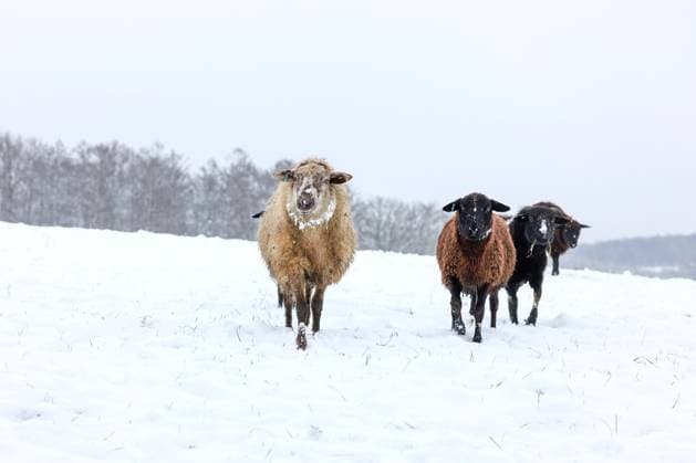 News Themen der Woche KW01 Ein kalter Start in den Tag. Schafe stehen auf einer verschneiten Wiese, Weide bei Siegen-Oberschelden. Winter im Siegerland am 04.01.2025 in Siegen Deutschland. *** A cold start to the day Sheep standing on a snowy meadow, pasture near Siegen Oberschelden Winter in Siegerland on 04 01 2025 in Siegen Germany
