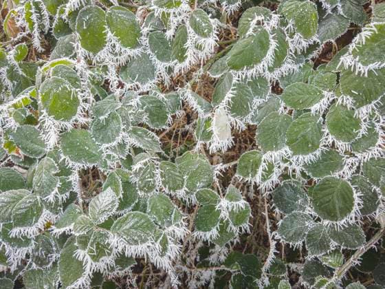 raspberry leaves, leaf, Rubus, winter, hoar frost, hoarfrost, rime ice, atmospheric icing, Pruhonice, Central Bohemian Region, Czech Republic, December 28, 2024. (CTKxPhoto LiborxSojka) CTKPhotoF202501040018101  CTKPhotoF202501040018101