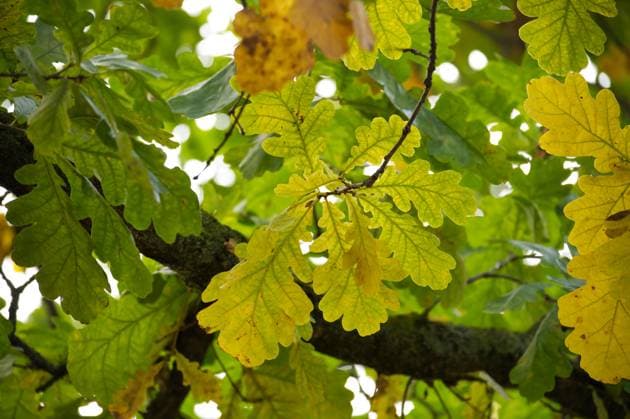 Kräftig grüne Eichenblätter im sonnenbeschienenen Blätterdach des Waldes A close-up view of lush green oak leaves bathed in sunlight. The image captures the serene beauty and freshness of a thriving forest environment Copyright: xZoonar.com NerijusxLiobex 22574457