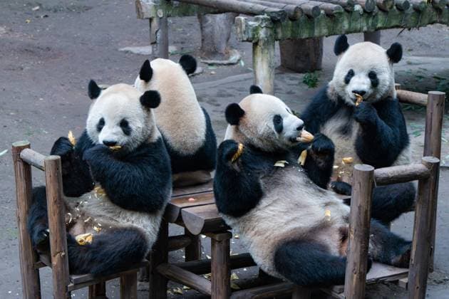 Entertainment Themen der Woche KW01 Entertainment Bilder des Tages Giant Panda CHONGQING, CHINA - JANUARY 4, 2025 - Giant pandas gather around a table for dinner at Chongqing Zoo in Chongqing, China, Jan. 4, 2025. Chongqing Chongqing China  Copyright: xCFOTOx i1736003067391