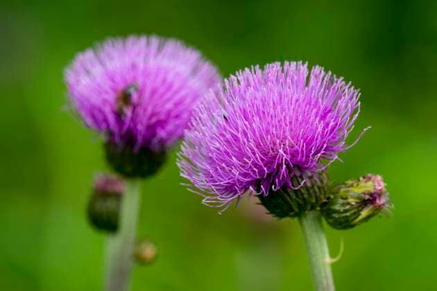 Verschiedenblättrige Kratzdistel (Cirsium heterophyllum) Blüten der Verschiedenblättrigen Kratzdistel (Cirsium heterophyllum).Blossom from melancholy thistle (Cirsium heterophyllum) . Copyright: xZoonar.com KarinxJaehnex 22567892