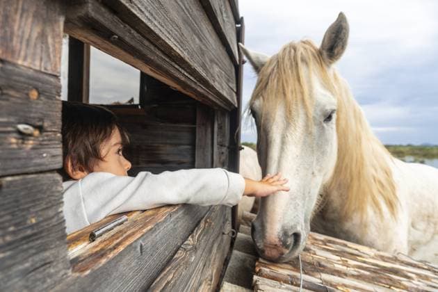 Creative Highlights Symbolbilder Junge berührt sanft ein weißes Pferd durch einen Holzzaun im Naturpark s albufera, mallorca Young boy gently touching a white horse through a wooden fence in s albufera natural park, mallorca Copyright: imageBROKER UnaixHuizi ibxuhu12015122.jpg ,model released, Symbolfoto ,property released