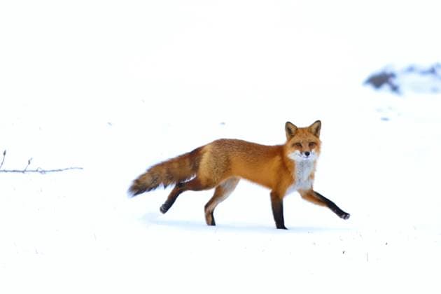 The Cold Spell Hits Across Quebec A fox roams the park of Visitation Island in the middle of a snowstorm in the city of Montreal. The cold spell sweeping across the province of Quebec beginning 2025 has brought snowfall and low temperatures of under 19 degrees with wind chill of minus 25 degrees Celsius. on January 5, 2025 in Montreal, Canada. (Photo by Horacio Zamora Rios Eyepix Group) Copyright: xHoracioxZamoraxRios xEyepixxGroupx HZ_05012025_139926