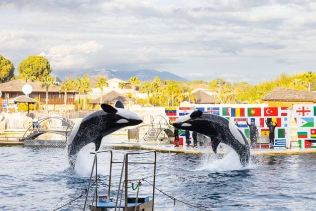 News Themen der Woche KW01 News Bilder des Tages Frankreich, letzter Tag im Meereszoo von Antibes Last Day Before The Final Closure Of Marineland - Antibes The famous Marineland water park, located in Antibes, in the South of France, is closing its doors on January 5, 2025 after 55 years of service. Many visitors came to enjoy the spectacular shows one last time, including the most famous, that of the orcas. Indeed, the park s two Orcas and their caretakers gave a very final show filled with emotion in front of a captivated audience. The end of an era. Marineland is forced to close its doors following the 2021 law banning cetacean shows. However, the fate of the animals in the park and in particular the two orcas is not sealed and worries the animal protection associations who demonstrated once again near the park on this day of permane  Copyright: xShootpix ABACAx