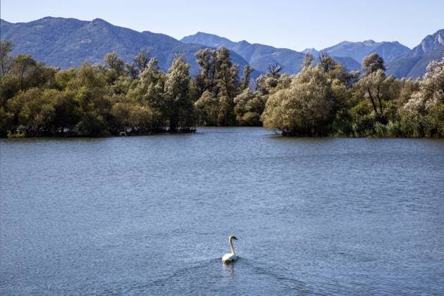 Creative Highlights World Schwan schwimmt im See, Naturschutzgebiet Bolle di Magadino in Magadino, Tessin, Ticino, Schweiz, Europa Swan swimming in the lake, Bolle di Magadino nature reserve in Magadino, Ticino, Switzerland, Europe Copyright: imageBROKER HarryxLaub ibxhal11749560.jpg