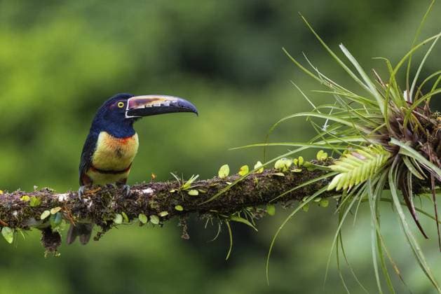 Creative Highlights World Halsbandarassari (Pteroglossus torquatus), Tukane (Ramphastidae), Laguna del Lagarto Lodge, Alajuela, Costa Rica, Mittelamerika Collared Aracari (Pteroglossus torquatus), Toucans (Ramphastidae), Laguna del Lagarto Lodge, Alajuela, Costa Rica, Central America Copyright: imageBROKER WolfgangxVeeser ibxwve12067373.jpg