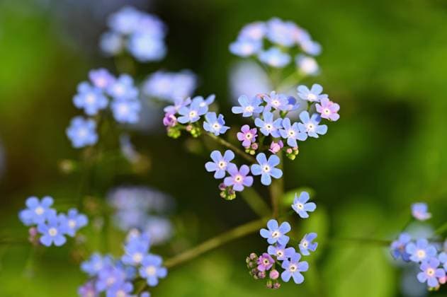 Beautiful color shot of blue small flower in grass. Close-up view in nature. , 46065236.jpg, background, beautiful, beauty, bloom, blossom, blue, bright, close, closeup, color, delicate, details, dew, field, floral, flower, flowers, forget, fresh, garden, green, growth, hydrangea, isolated, japan, june, landscape, life, light, macro, nature, pastel, petal, plant, pure, purity, purple, rain, season, sky, soft, spring, summer, sun, weather, wet, white, wild, yellow, young RECORD DATE NOT STATED