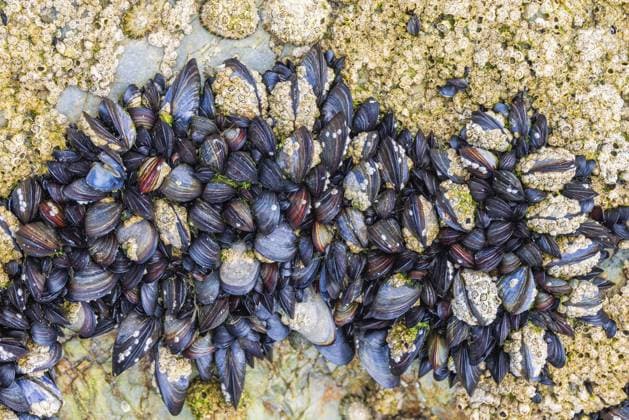 Muscheln und Seepocken auf einem Felsen am Strand bei Ebbe, Halbinsel Crozon, Bretagne, Frankreich, Europa Mussels and barnacles attached on a rock at a beach in low tide, Crozon peninsula, Bretagne, France, Europe Copyright: imageBROKER LarsxJohansson ibxljo12074257.jpg