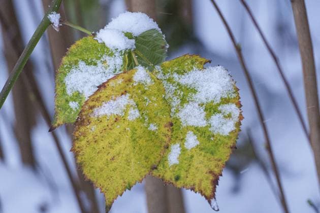 Drei grün-gelbe Blätter schneebedeckt in einer kalten, natürlichen Umgebung, Weseke, borken, Münsterland, Nordrhein-Westfalen, Deutschland, Europa Three green-yellow leaves covered with snow in a cold, natural environment, Weseke, borken, Münsterland, North Rhine-Westphalia, Germany, Europe Copyright: imageBROKER StephanxSühling ibxssh12060540.jpg