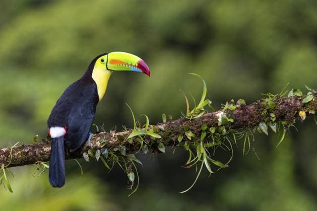 Fischertukan (Ramphastos sulfurantus), Tukane (Ramphastidae), Laguna del Lagarto Lodge, Alajuela, Costa Rica, Mittelamerika Fishing Toucan (Ramphastos sulfurantus), Toucans (Ramphastidae), Laguna del Lagarto Lodge, Alajuela, Costa Rica, Central America Copyright: imageBROKER WolfgangxVeeser ibxwve12067391.jpg