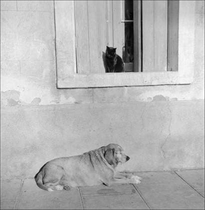 Archivbilder der Woche KW02 Black cat and dog. France, Black cat and dog. France, 1950 s. Photograph by Janine Niepce (1921-2007). !!! SPECIAL PRICE!!! !!! SPECIALE PRIJS !!! !!! PRIX SPECIAL !!! IMAGES USERS WITH CONTRACT PAY FOR THIS IMAGE 75 EURO. USERS WITHOUT CONTRACT PAY THE USUAL SABAM PRICE ACCORDING TO THEIR CATEGORY !! BEELDGEBRUIKERS MET KONTRAKT BETALEN VOOR DIT BEELD 75 EURO. BEELDGEBRUIKERS ZONDER KONTRAKT BETALEN HET GEBRUIKELIJKE SABAM-TARIEF VAN HUN CATEGORIE !! LES UTILISATEURS D IMAGES AVEC CONTRAT PAIENT POUR CETTE IMAGE 75 EURO. LES UTILISATEURS D IMAGES SANS CONTRAT PAIENT LE TARIF SABAM USUEL DE LEUR CATEGORIE !! FRANCE  Copyright: xJaninexNiepcex