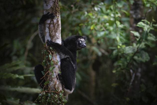 Creative Highlights World Indri Lemur, größter Vertreter der Lemurenfamilie im Andasibe Nationalpark im Osten von Madagaskar Indri lemur, the largest member of the lemur family in Andasibe National Park in eastern Madagascar Copyright: imageBROKER ThorstenxNegro ibltan12111508.jpg