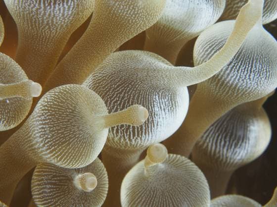 Creative Highlights World Nahaufnahme von transparenten goldenen Tentakeln einer Blasenanemone (Entacmaea quadricolor), Tauchplatz Toyapakeh, Nusa Ceningan, Nusa Penida, Bali, Indonesien, Asien Close-up of transparent golden tentacles of a bubble anemone (Entacmaea quadricolor), dive site Toyapakeh, Nusa Ceningan, Nusa Penida, Bali, Indonesia, Asia Copyright: imageBROKER RolfxvonxRiedmatten ibxrvo12055027.jpg