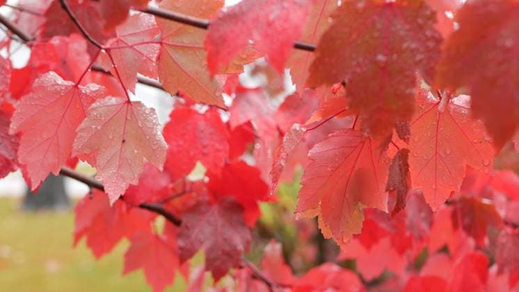 Rain drops on red autumn maple tree leaves. Water droplets, wet fall leaf in forest or woods. September, october or november weather. Leafage in moist park . Seasonal foliage on plant branch. , 47123020.jpg, autumn, park, red, leaves, tree, rain, leaf, forest, fall, foliage, raindrop, maple, droplet, leafage, weather, nature, branch, drop, wet, season, monochrome, water, plant, backgrounds, moist, october, september, november, crimson, vibrant, burgundy, vivid, ruby, contrast, humidity, maroon, refreshing, fresh, dew, flamboyant, scarlet RECORD DATE NOT STATED