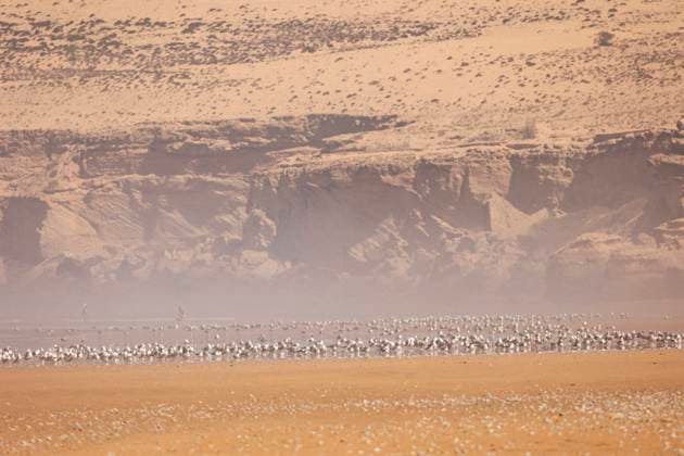 Group of seagulls on beach with hazy cliff backdrop Taghazout, Souss-Massa, Morocco R_ALKA250111B-1543613-01
