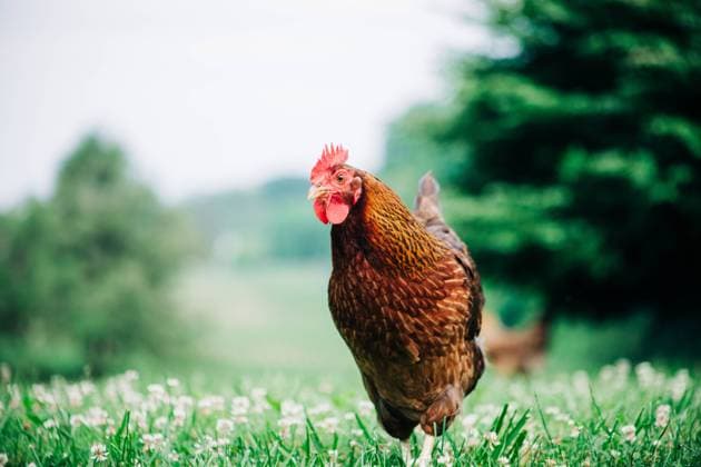Red Hen Walking in Field on Spring Day Forest Hill, Maryland, United States R_XFKX250111C-1626856-01