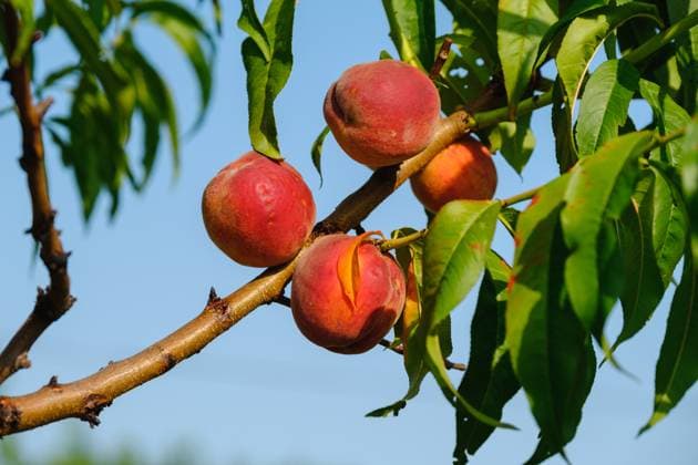 Peaches growing on a tree. Fresh peach tree. A bunch of ripe apricots branch in sunlight , 47442618.jpg, peach, tree, orchard, plant, nectarine, branch, background, farm, fruit, garden, fresh, harvest, leaf, yellow, agriculture, bunch, colorful, delicious, food, group, growing, red, summer, white, beautiful, ripe, bright, crop, diet, good, green, grow, healthy, juicy, natural, nature, nice, nutrition, orange, organic, pick, sunny, sweet, tasty, vitamin, berry, closeup, color, season RECORD DATE NOT STATED