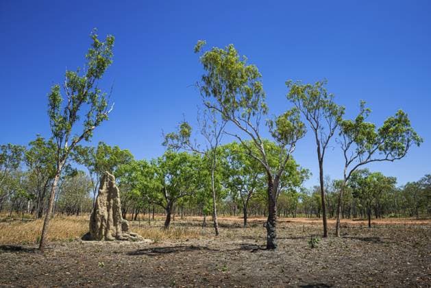 Creative Highlights World Termitenhügel an der Jim-Jim-Road, Kakadu Nationalpark, Northern Territory, Australien, Ozeanien Termite mound on the Jim Jim Road, Kakadu National Park, Northern Territory, Australia, Oceania Copyright: imageBROKER MatthiasxGraben ibxdrn12132213.jpg