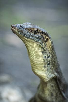 Creative Highlights World Mertens-Wasserwaran (Varanus mertensi), Litchfield Nationalpark, Northern Territory, Australien, Ozeanien Mertens monitor lizard (Varanus mertensi), Litchfield National Park, Northern Territory, Australia, Oceania Copyright: imageBROKER MatthiasxGraben ibxdrn12132313.jpg