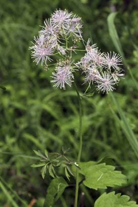 Akeleiblättrige Wisenraute, Thalictrum aquilegifolium, Greater Meadow-rue Greater Meadow-rue, Thalictrum aquilegifolium, Greater Meadow-rue Copyright: imageBROKER JoergxHemmer ibxiqx11983365.jpg