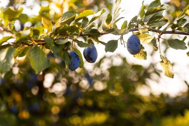 IMAGO Creative, Jahreszeit Sommer, Food, Pflaume A close-up view of ripe, blue plums hanging on leafy tree branches in a sunlit orchard The soft afternoon light creates a warm, inviting atmosphere Model Released Ptashkimenko_ID25665_740974_002 Copyright: xPtashkimenkox RECORD DATE NOT STATED