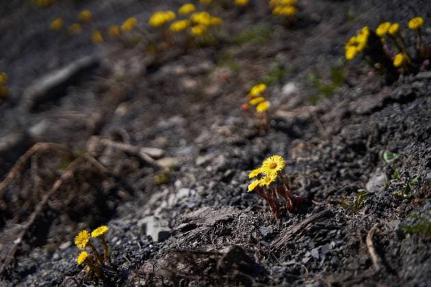 First spring yellow dandelion pop up from the ground. , 47500444.jpg, yellow, flower, coltsfoot, tussilago farfara, blossom, wild, herb, spring, first, meadow, small, closeup, natural, wildflower, springtime, color, early, herbal, forest, garden, medicine, dandelion, bloom, foalfoot, group, pollen, mountain, field, macro, nature, plant, flora, petal, season, background, floral, green, botany, blooming, outdoor, growth, leaf, fresh, ground, sunny, head, homeopathic, foalswort, roadside, many RECORD DATE NOT STATED