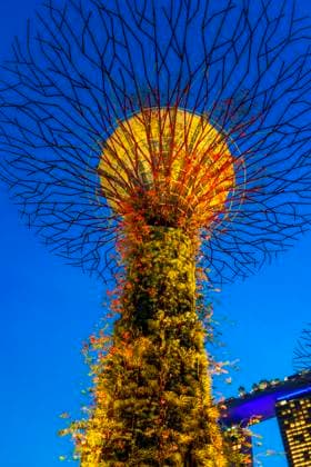 Creative Highlights World Light and music show in Gardens by the Bay park Supertrees elevated walkway skyway between colourful lit Super Trees, Gardens by the Bay, Singapore Singapore Singapore Singapore Copyright: xSergixReboredox xVWPicsx SRE-088-GJ3899