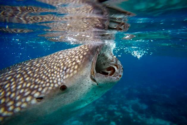 Creative Highlights World Close-Up Of A Whale Shark Rhincodon Typus at Oslob Cebu, Central Visayas, Philippines. Feeding. Shrimp (e.g. family Sergestidae) are traditionally caught at night and used for human consumption and as bait in hook and line fishing. The sharks would approach hook and line, trying to feed off the bait, locally known as Uyap. As the sharks interrupted fishing practices, fishermen from the village of Tan-awan, in Oslob learnt to lead them away from the fishing activities by luring them with Uyap. Philippines Copyright: xSergixReboredox xVWPicsx SRE-057-EI3887