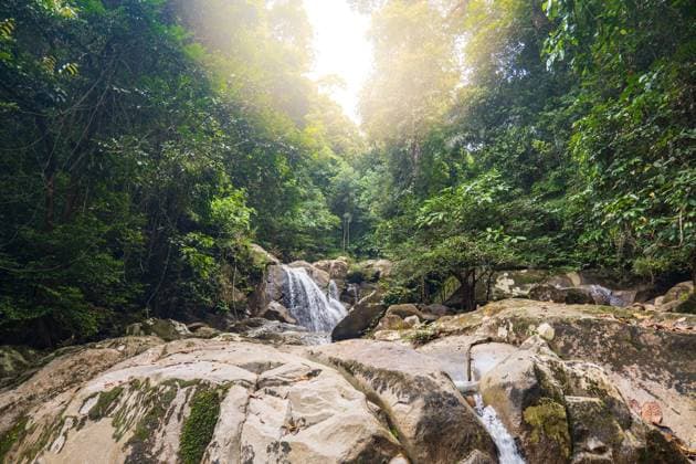 Creative Highlights World Regenwald-Dschungeltrekking im Gunung Gading Nationalpark auf Borneo Regenwald-Dschungeltrekking im Gunung Gading Nationalpark auf Borneo Copyright: xZoonar.com DaixNtx 22601941