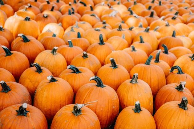 A collection of orange pumpkins for harvest at pumpkin patch farm. Caledonia, Michigan, United States R_QIWH250110X-1625816-01