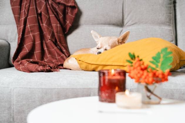 Funny puppy chihuahua lying on couch and pillow under plaid indoors. Cute Little dog home warming under blanket in cold fall autumn winter weather. Pet animal in living room with candle and decor. , 47688630.jpg, dog, couch, puppy, warm, pillow, fall, autumn, blanket, plaid, pet, rest, sleep, cozy, indoors, lying, lying down, domestic animal, rowan, lazy, cute, berry, adorable, weather, winter, decoration, animal, relax, candle, interior, design, home, comfort, breed, fabric, domestic life, room, sofa, playful, no people, soft, joy, fluffy, living, portrait, lifestyle, love, happy, apartment, weekend, domestic RECORD DATE NOT STATED
