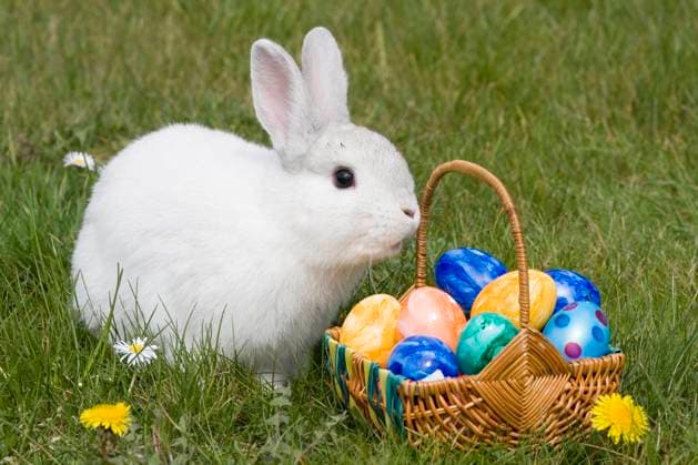 Osterhase, Weisser Hase mit Ostereier im Nest, McPPUW McP_PUW_2025_000031 *** Easter Bunny, White Rabbit with Easter eggs at Nest, McPPUW McP PUW 2025 000031 McPPUW