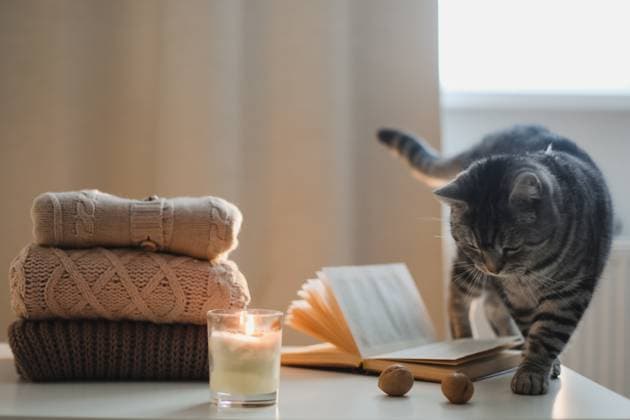 cozy home atmosphere and still life with a cat, candle, book and sweaters on a table , 47858940.jpg, cat, cozy, sweater, book, comfort, home, pet, room, winter, animal, relax, hygge, decor, candle, rest, christmas, cozy home, read, autumn, fall, lazy, mood, reading, interior, weekend, soft, indoor, kitten, details, table, life, living, morning, knitted, seasonal, lifestyle, light, composition, nordic, still life, romantic, cashmere, scene, clothes, concept, calm, relaxation, beige, arrangement, comfortable RECORD DATE NOT STATED