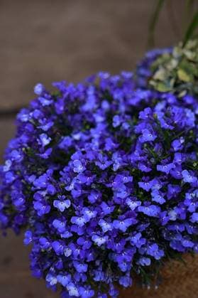 A closeup shot of vibrant blue lobelia flowers in full bloom, with a blurred background 25374533 RECORD DATE NOT STATED