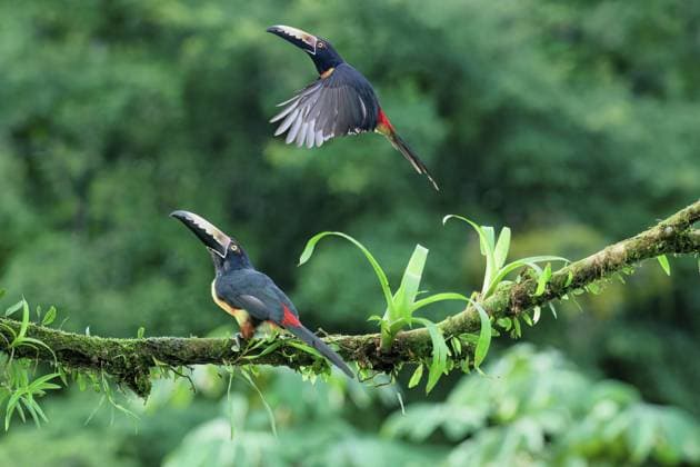 Zwei Halsband Arakaris (Pteroglossus torquatus), einer im Flug, Costa Rica, Mittelamerika Two Collared aracaris (Pteroglossus torquatus), one in flight, Costa Rica, Central America Copyright: imageBROKER G&MxTherin-Weise ibxgab12159168.jpg