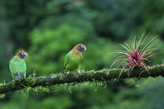 Creative Highlights World Zwei Braunhauben Papageien (Pyrilia haematotis) auf einem Ast sitzend, Costa Rica, Mittelamerika Two Brown-hooded Parrots (Pyrilia haematotis) sitting on a branch, Costa Rica, Central America Copyright: imageBROKER G&MxTherin-Weise ibxgab12159167.jpg